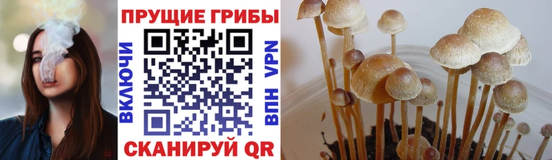 Псилоцибиновые грибы Cubensis  Россошь 
